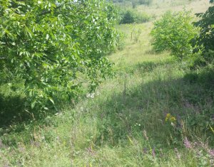 , 5800m2 on Dezmir