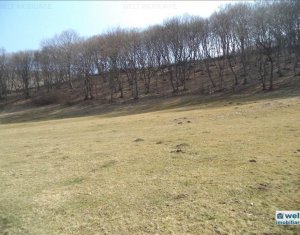 Terrain à vendre dans Floresti