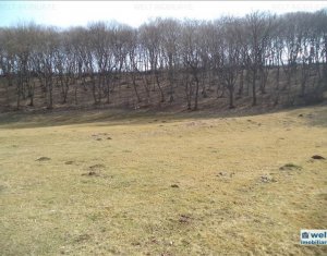 Terrain à vendre dans Floresti