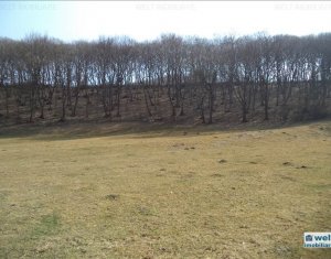 Terrain à vendre dans Floresti