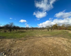 TEREN 4.750 MP – OPORTUNITATE DE INVESTITIE IN DAMBUL ROTUND