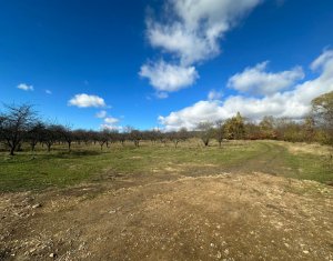 TEREN 4.750 MP – OPORTUNITATE DE INVESTITIE IN DAMBUL ROTUND