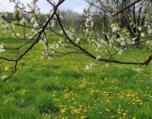 , 3500m2 dans Martinesti