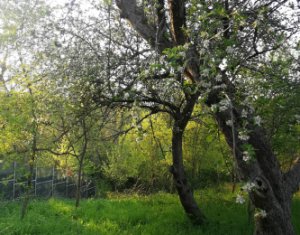 Telek eladó on Comsesti