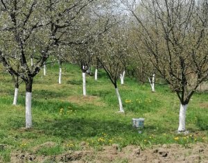 Casa de vanzare – Sat Elciu, com. Panticeu