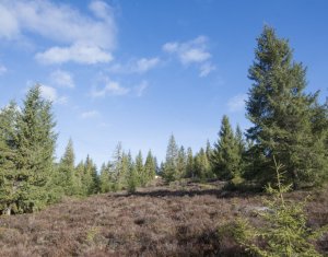 Terrain à vendre dans Belis