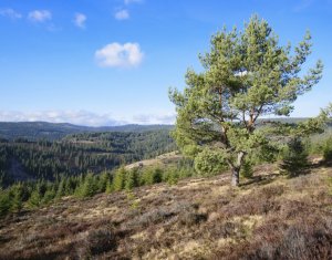 Terrain à vendre dans Belis