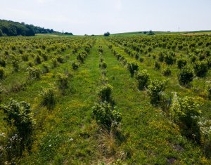 Teren nucifer cu plantatie de aluni, sat Frata, jud. Cluj