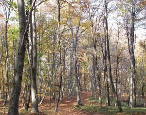 Teren spectaculos, intravilan,  Feleacu, zona linistita, padure + parau
