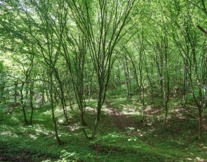 , 5755m2 in Stolna