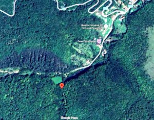 OCAZIE | 5755 mp PĂDURE matura în Stolna | Utilități 200m | Front 17m la drum | 