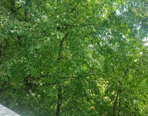 Lakás 3 szobák kiadó on Cluj-napoca, Zóna Buna Ziua
