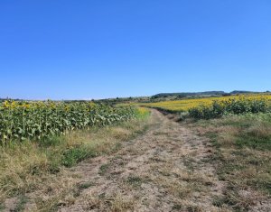 , 2900m2 dans Macicasu